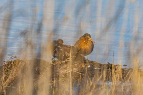 iNaturalist: (c) evgeniy_vladimirov, some rights reserved (CC BY-NC) iNaturalist image