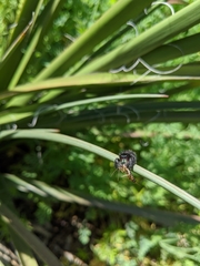 Phidippus audax