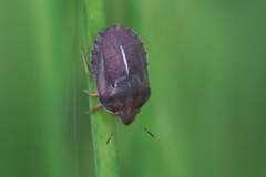 Eurygaster austriaca
