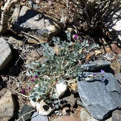 Astragalus mohavensis