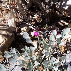 Astragalus mohavensis