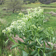 Lepidium draba