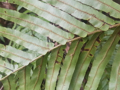 Blechnum novae-zelandiae