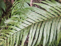 Blechnum novae-zelandiae