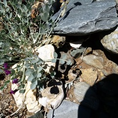 Astragalus mohavensis