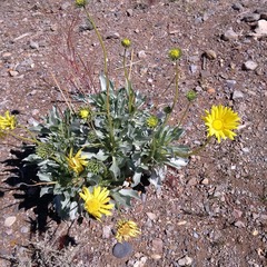 Enceliopsis covillei
