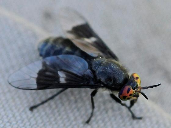Benign Deer Fly
