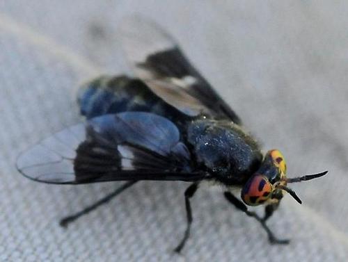 Benign Deer Fly