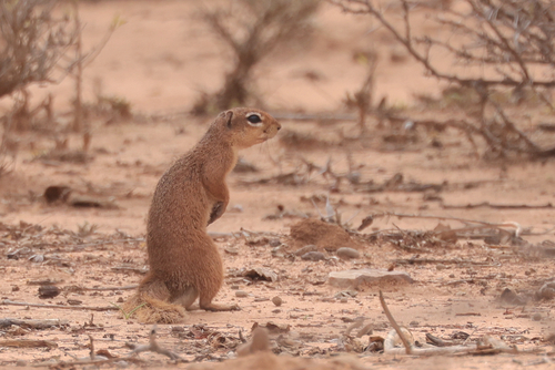 Unstriped Ground Squirrel