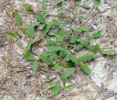 Euphorbia ipecacuanhae