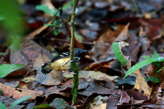 Hylophylax naevius