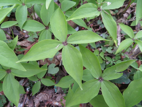 Image of Paris tetraphylla by (c) Junichi　Mandai, some rights reserved (CC BY)