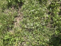 Limnosciadium pumilum