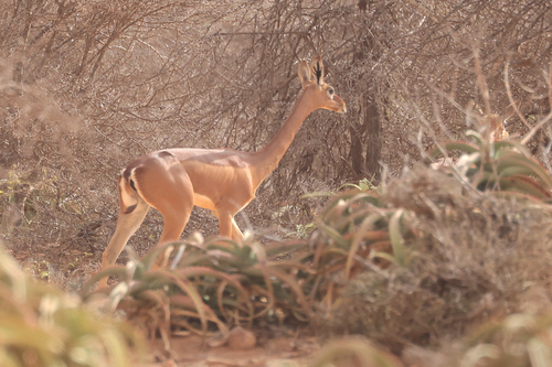 Northern Gerenuk