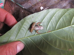 Chimbo Rocket Frog photo 5