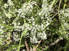 Limnosciadium pumilum