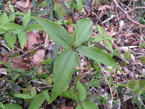 Image of Paris tetraphylla by (c) Junichi　Mandai, some rights reserved (CC BY)