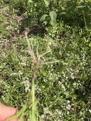 Limnosciadium pumilum