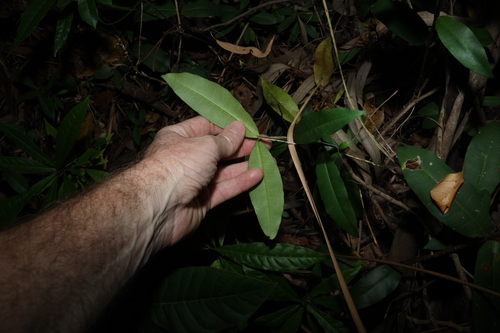 Melodinus australis, photograph 6