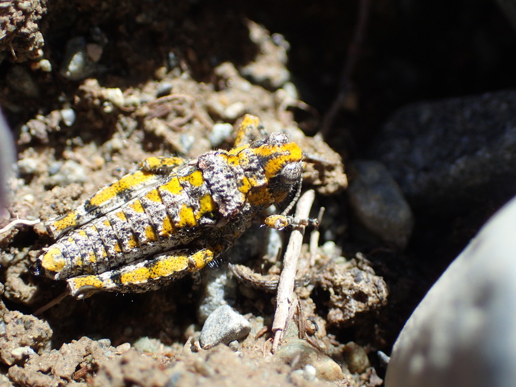 minute grasshopper