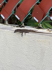 Anolis cristatellus