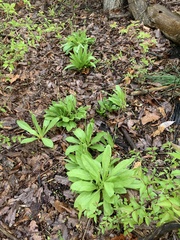 Primula meadia
