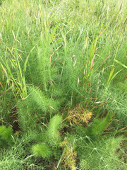 Foeniculum vulgare dulce