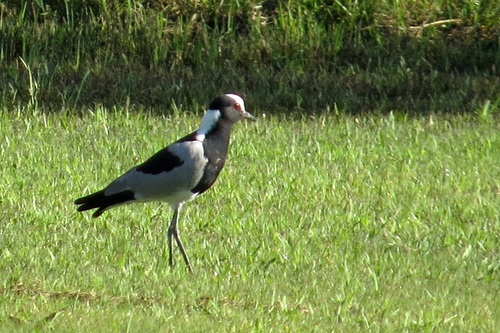 iNaturalist: (c) Asher Warkentin, some rights reserved (CC BY-NC), uploaded by Asher Warkentin iNaturalist image