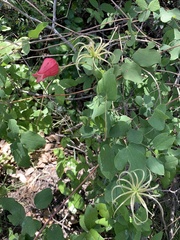 Clematis texensis