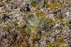 Corynephorus canescens