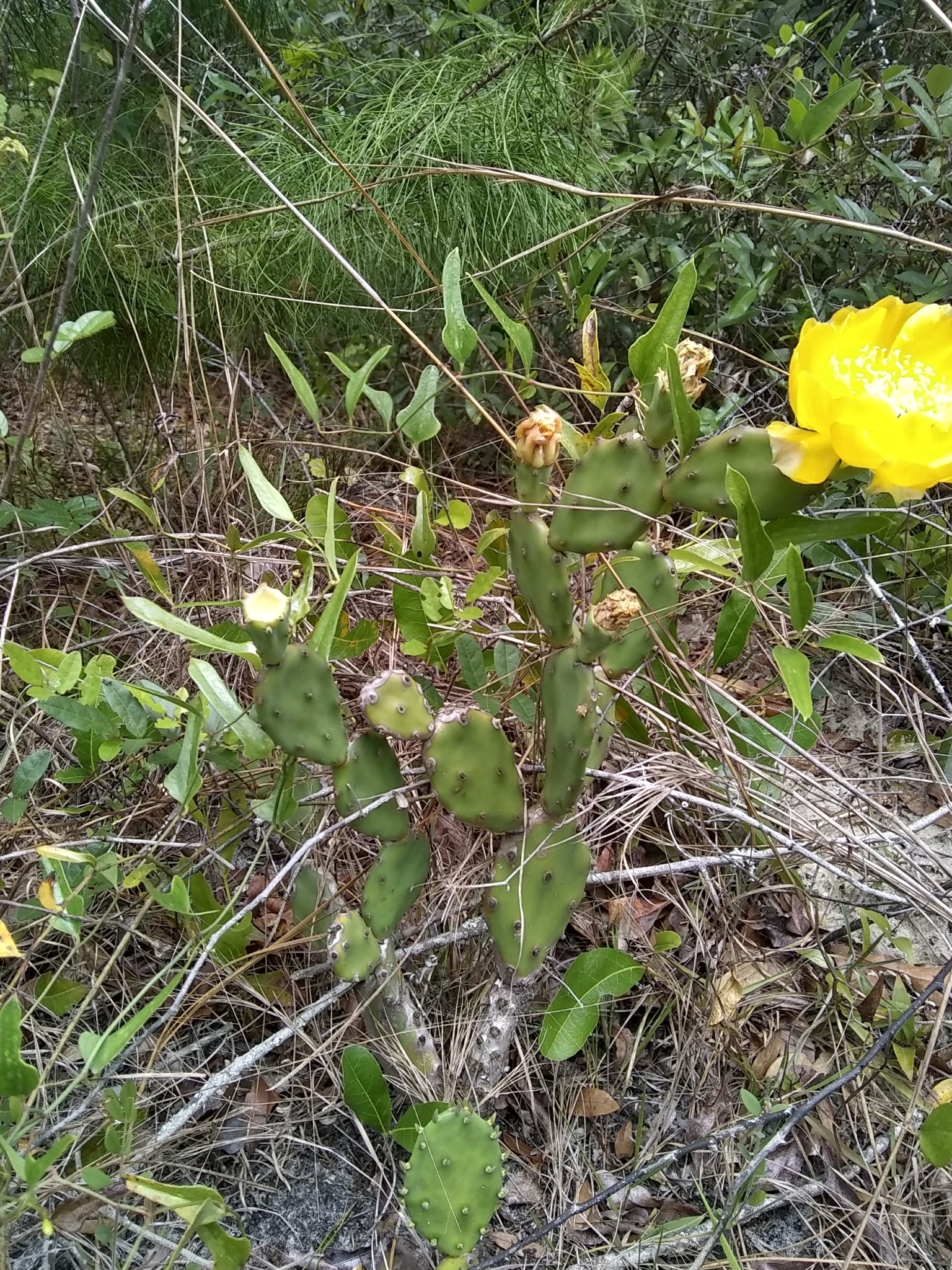 Florida Pricklypear (Opuntia austrina)  iNaturalist