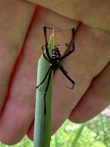 Northern Black Widow