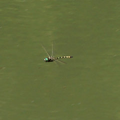 Macromia pacifica