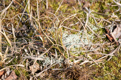 Carex arenaria