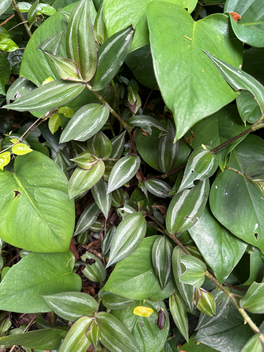 Tradescantia zebrina observed 2026-06-05