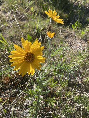 Balsamorhiza incana, 2026-06-05