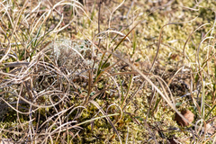 Carex arenaria