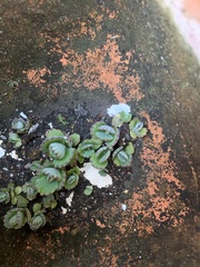 Kalanchoe laetivirens