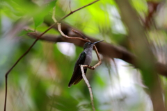 Campylopterus largipennis