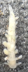 Eubranchus rupium