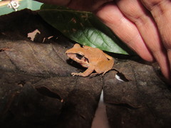 Pristimantis actites