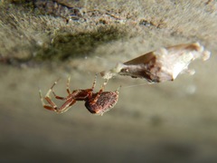 Uloborus diversus