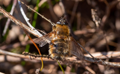 Tachina ursina