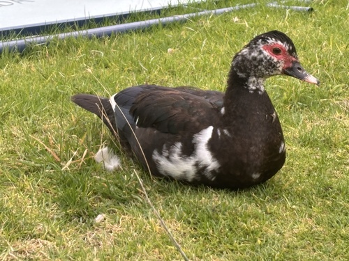 Domestic Muscovy Duck