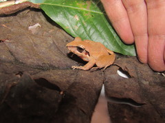 Pristimantis actites