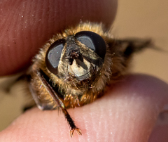 Tachina ursina