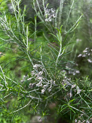 Cassinia laevis, photograph 6