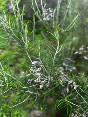 Cassinia laevis, photograph (c) Alex Stuart, some rights reserved (CC BY)