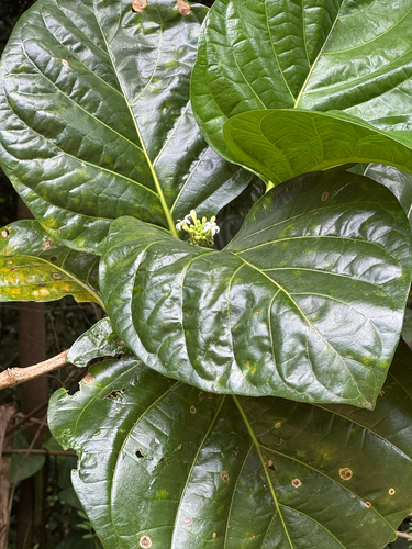 Morinda citrifolia observed 2026-06-05