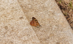 Heteronympha banksii